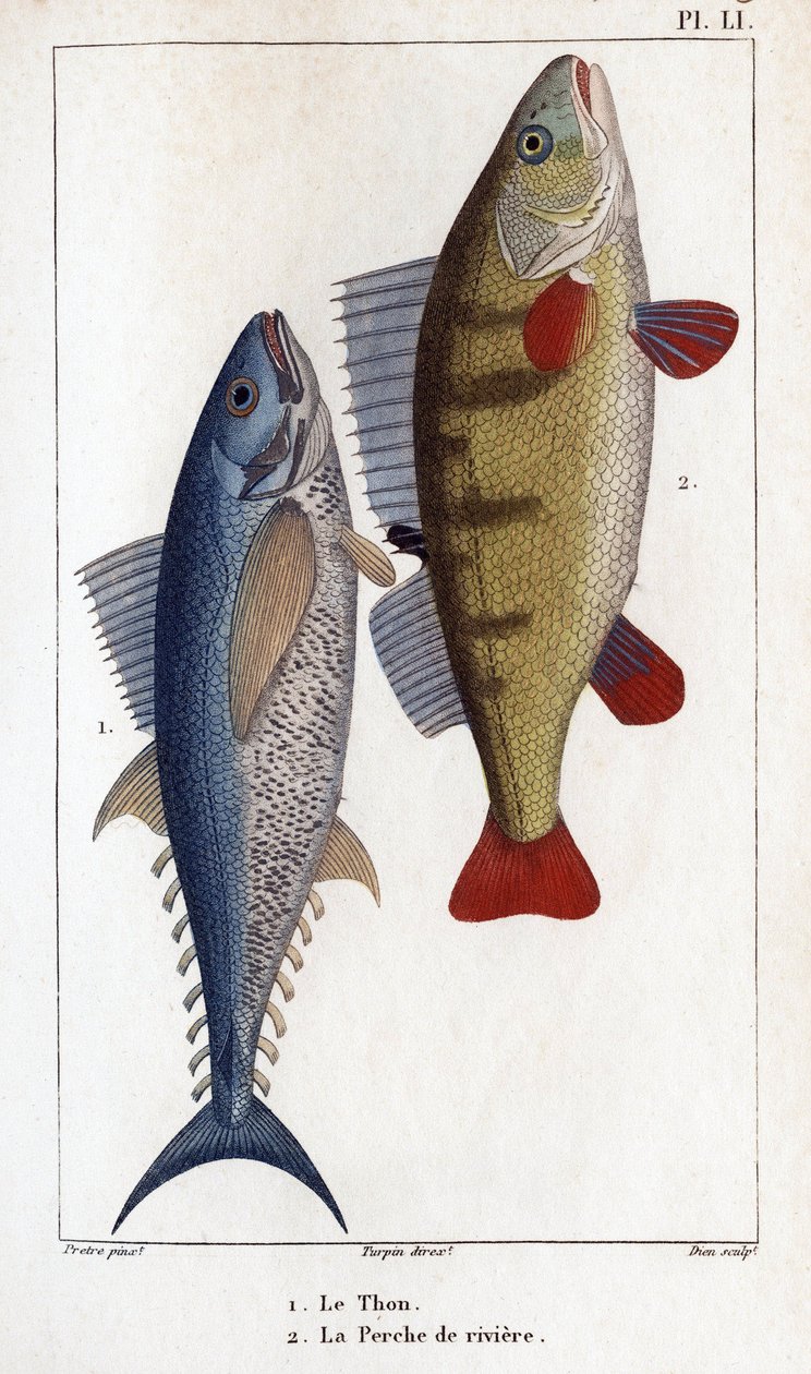 Tonfisk och flodabborre.”” Läkarfauna eller djurens historia och deras produkter av Hippolyte Cloquet”” - av Hippolyte Cloquet