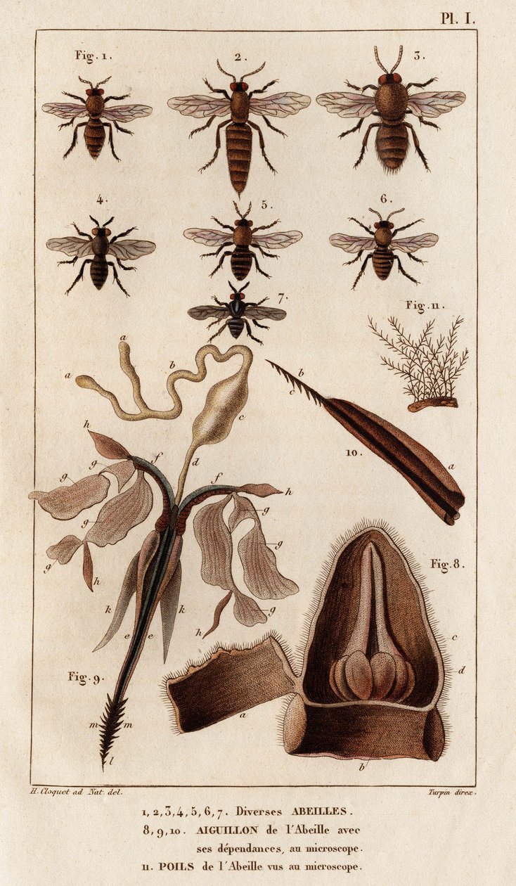 Olika bin." "Fauna des Mdecins eller historia om djur och deras produkter av Hippolyte Cloquet" - Volym 6 - 1825. av Hippolyte Cloquet