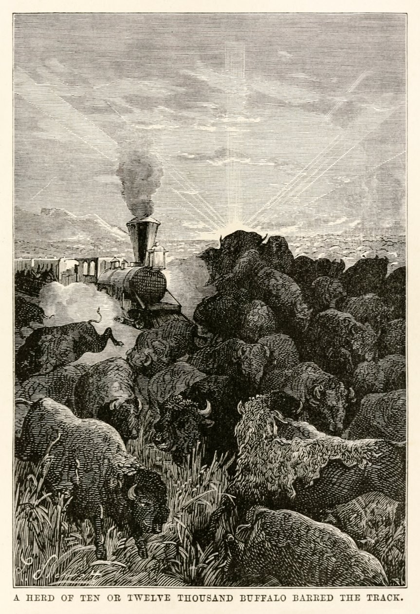 En flock på tio eller tolv tusen bufflar spärrade banan, från Around the World in Eighty Days av Jules Verne (1828-1905), graverad av Louis Prevost, 1873 av Hippolyte Leon Benett