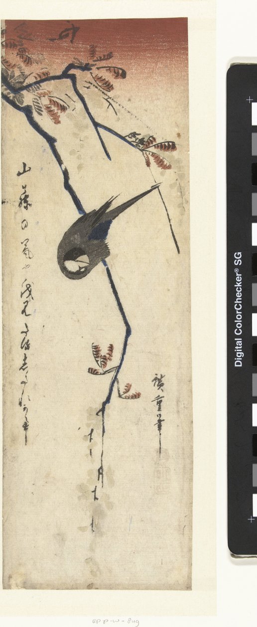 Fågel och blåregn av Hiroshige (I) , Utagawa