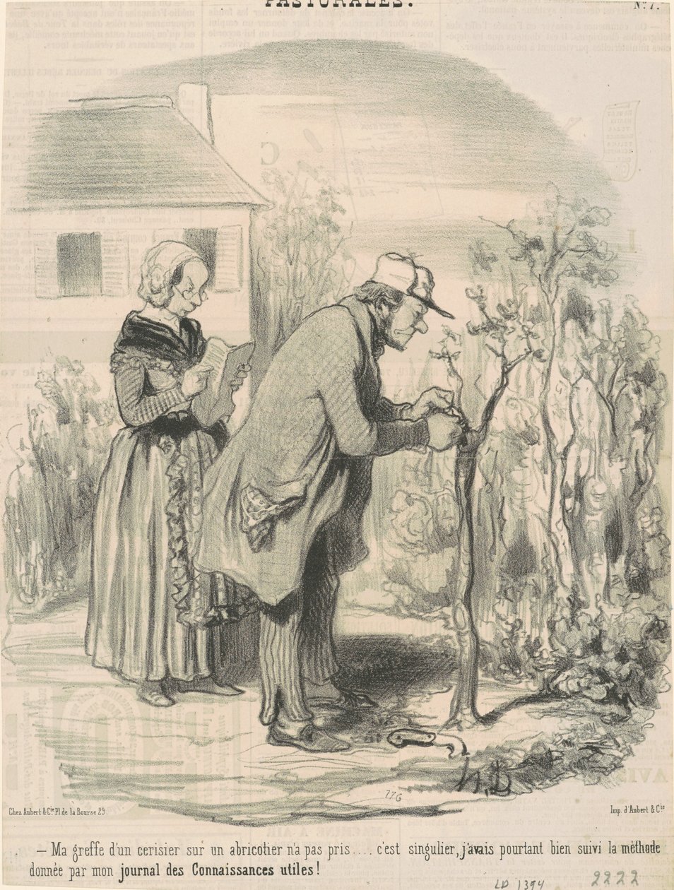 Min ympning av ett körsbärsträd på ett aprikosträd tog inte ... av Honoré Daumier