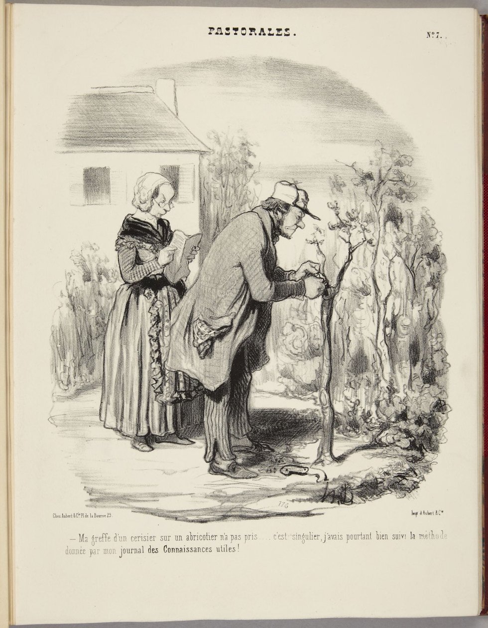 Min ympning av ett körsbärsträd på ett aprikosträd tog sig inte... av Honoré Daumier