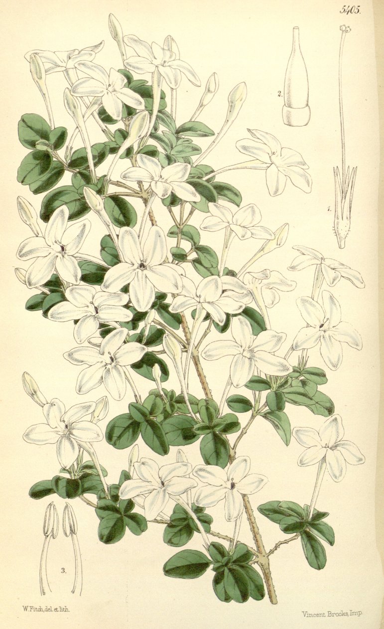 Pseenderanthemum tuberculatum av Hooker f.