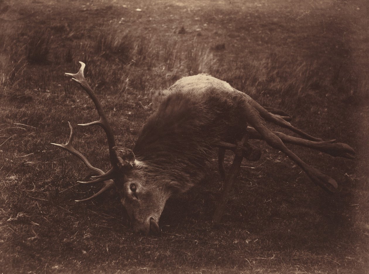 Död hjort,1857 (foto) av Horatio Ross