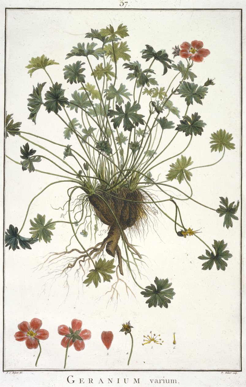 Geranium Varium, från Geraniology, eller från historien om Erodii, Pelargonii, Monsonia och Grieli, illustrerad av ikoner, 1787-1788 av Hubert Robert