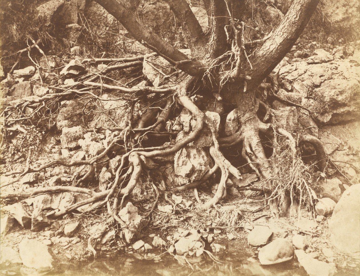 Träd med trassel av rötter,1853 (foto) av Hugh Owen