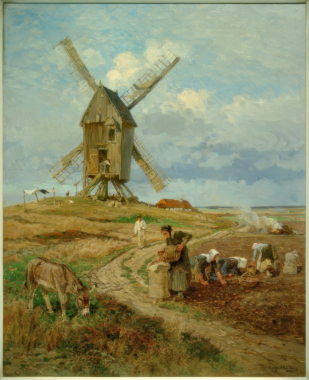H.Mühlig, potatisskörd av Hugo Muhlig