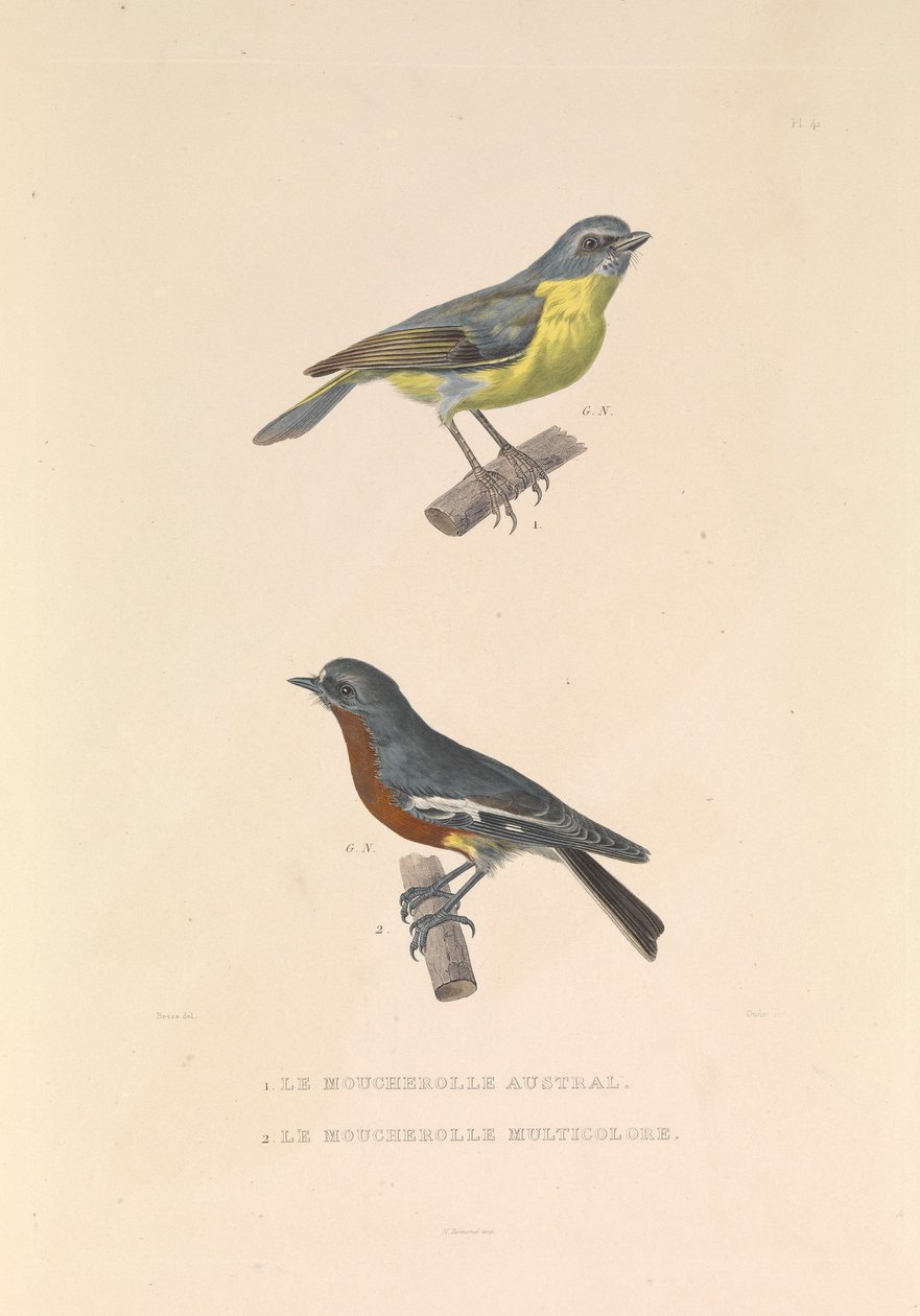Den australiska flugsnapparen och flugsnapparen Multicolor av Hyacinthe Yves Philippe (1781 1846) Potentien