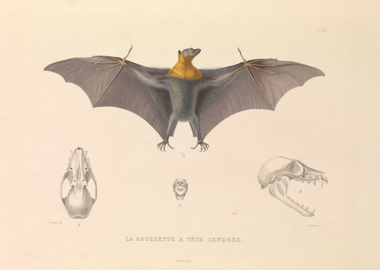 Det gamla huvudet Rousette av Hyacinthe Yves Philippe (1781 1846) Potentien