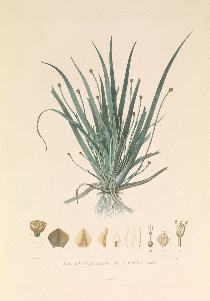 Busseuillie från Botany Bay av Hyacinthe Yves Philippe (1781 1846) Potentien