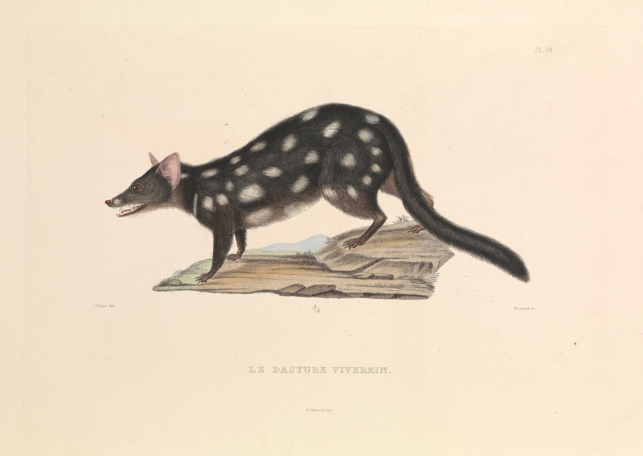"Tvättbjörnen Dasyure av Hyacinthe Yves Philippe (1781 1846) Potentien