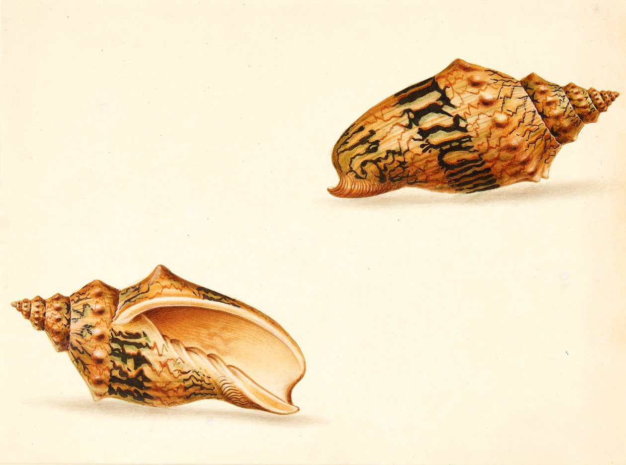 Shell-studie (blandade media) av Ignaz Von (manner of) Born