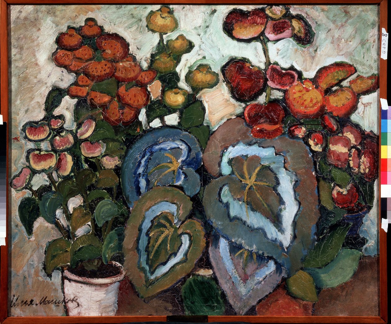 Begonia. Peinture de Ilya Ivanovich Mashkov (Ilya Machkov, Matchkov) (1881-1944), huile sir toile av Ilya Ivanovich Mashkov