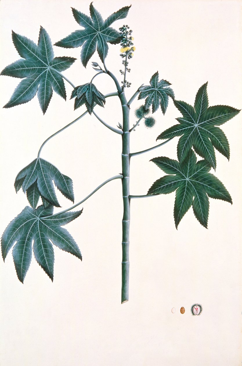 Ricinoljeväxt, ca 1801-4 (gouache och bläck på papper) av Indian School