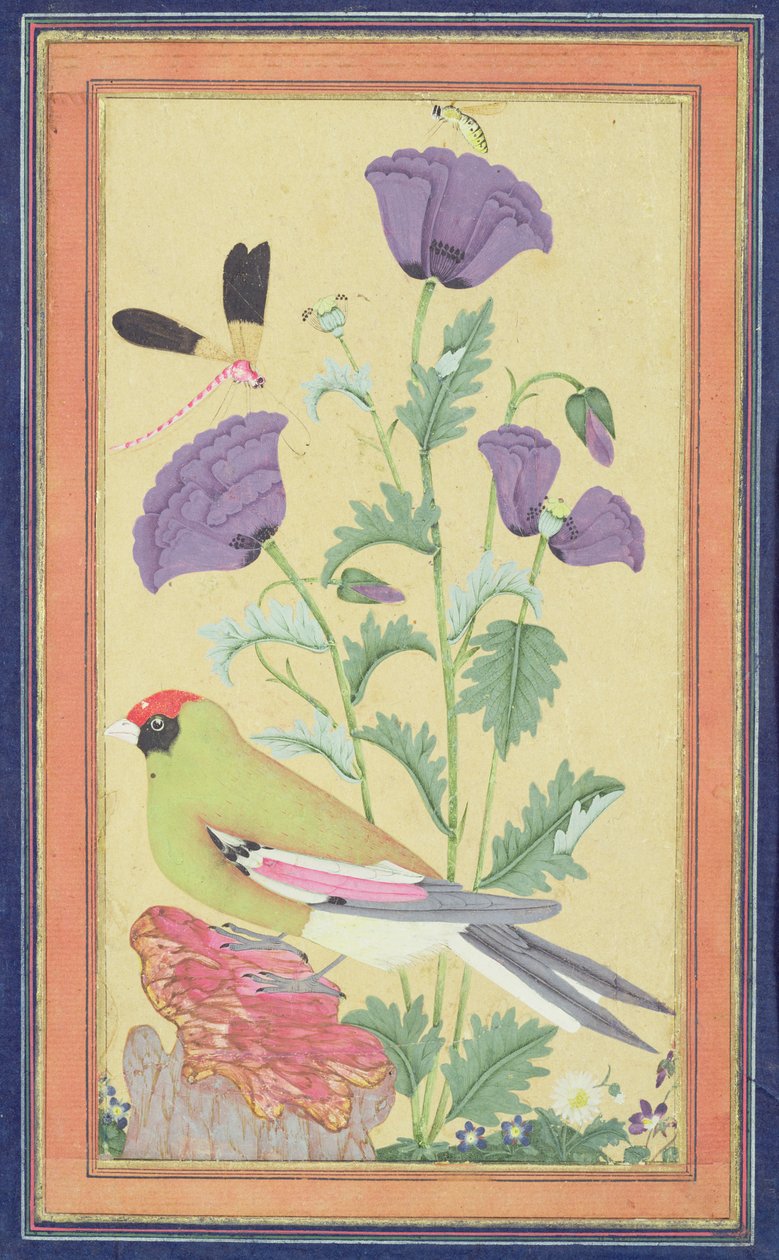 Fink, vallmo, trollslända och bi, ca 1650-70 (wc & guld på papper) av Indian School