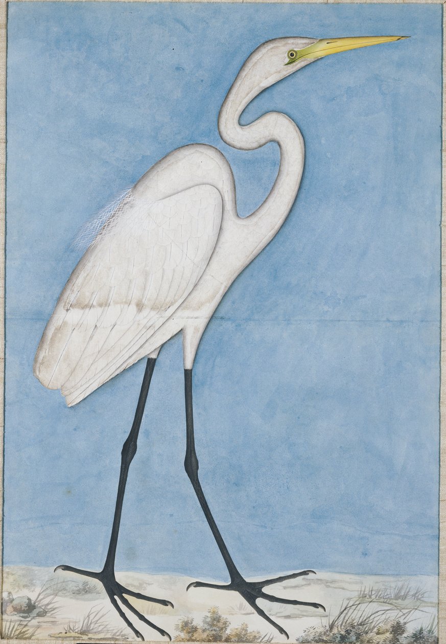 A Great Egret, Lucknow, ca 1790 av Indian School
