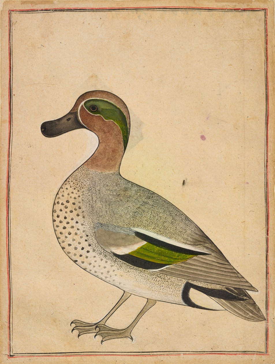 En grönvingad kricka, c.1730 av Indian School