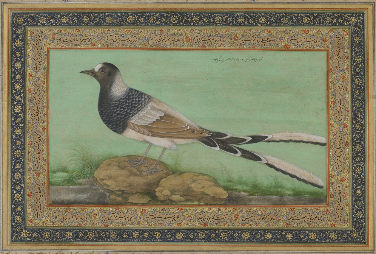 A Spotted Forktail (ogenomskinlig akvarell och guld på papper) av Indian School