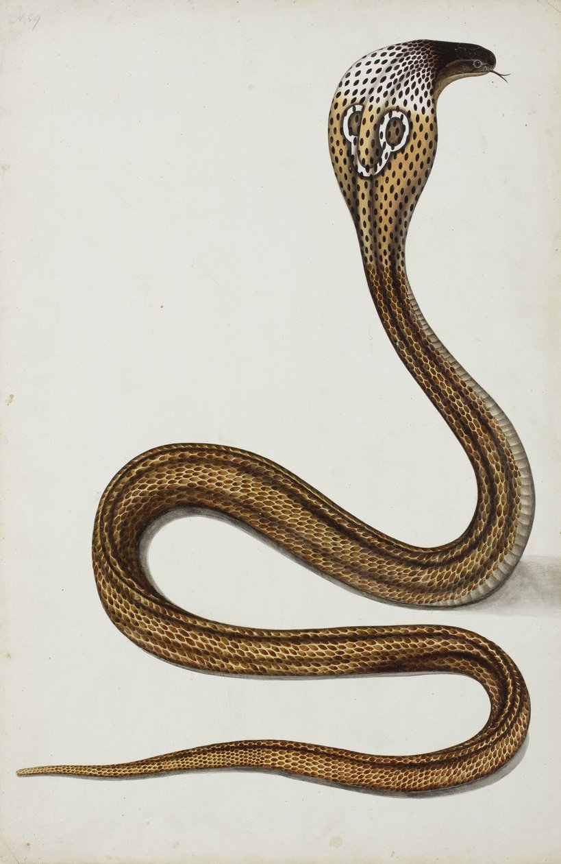 En kobra (Maja tripudians) med huva spridd, 1785-89 (ogenomskinlig wc på papper) av Indian School