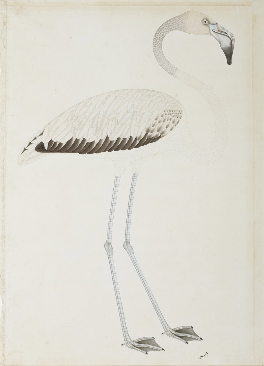 En flamingo, ca 1780 (ogenomskinlig wc på papper) av Indian School