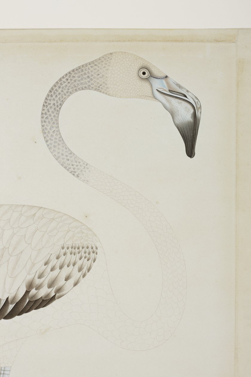 En flamingo, detalj, ca 1780 (ogenomskinlig wc på papper) av Indian School