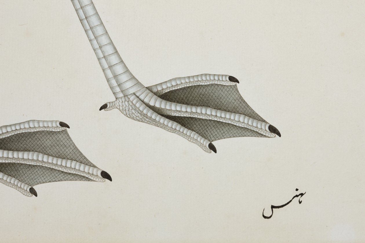En flamingo, detalj, ca 1780 (ogenomskinlig wc på papper) av Indian School