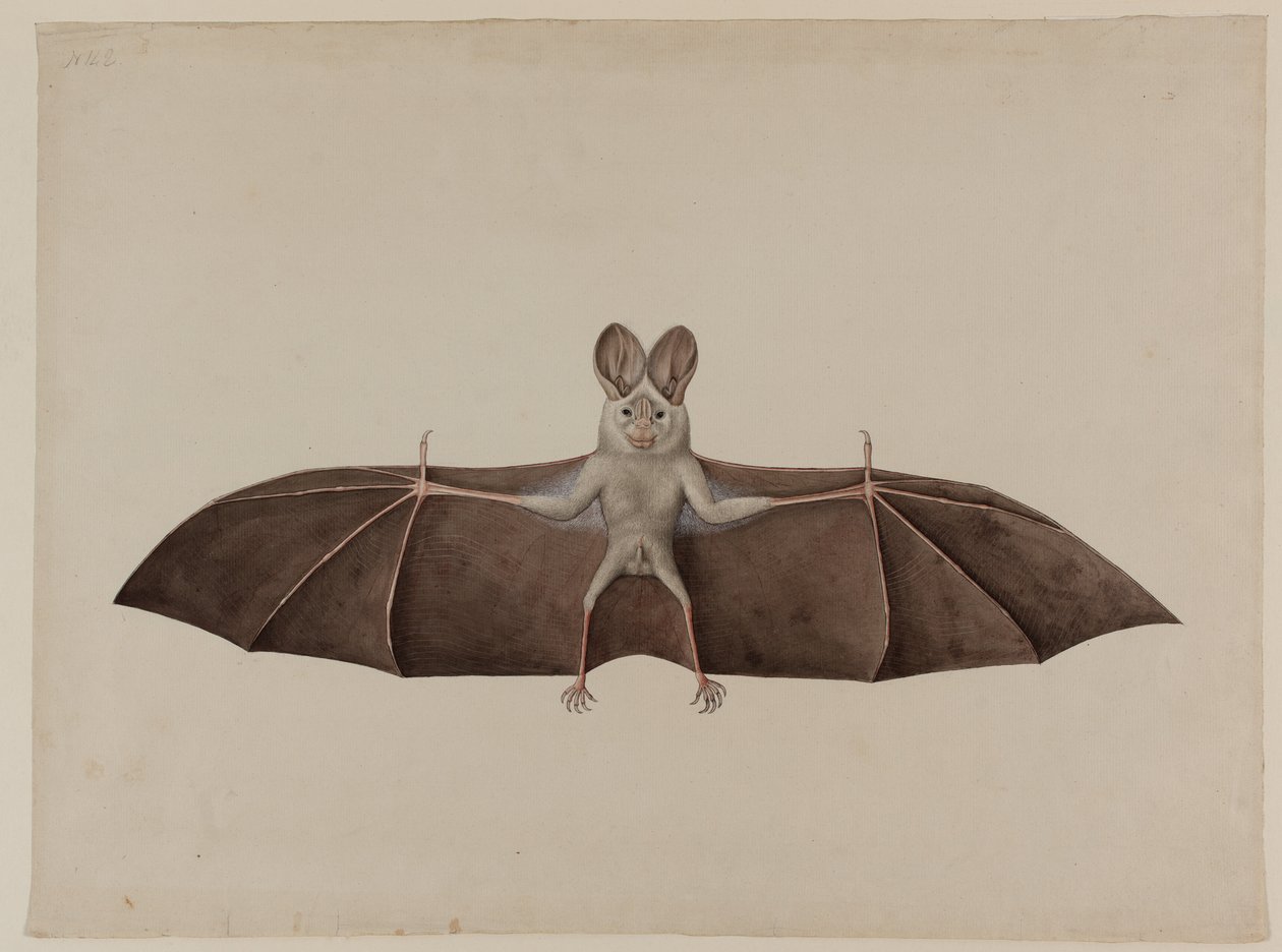 Asiatisk mindre falsk vampyrfladdermus, ca 1790 av Indian School