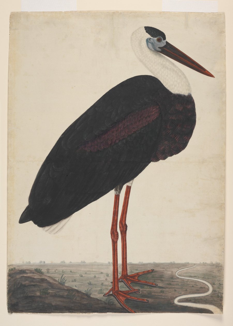 Svart stork i ett landskap, ca 1780 (ogenomskinlig akvarell på europeiskt papper) av Indian School