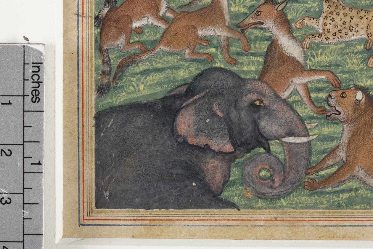 Detalj från The Jackal who Pronounced Himself King, c.1560-65 (ogenomskinlig wc & guld på papper) av Indian School