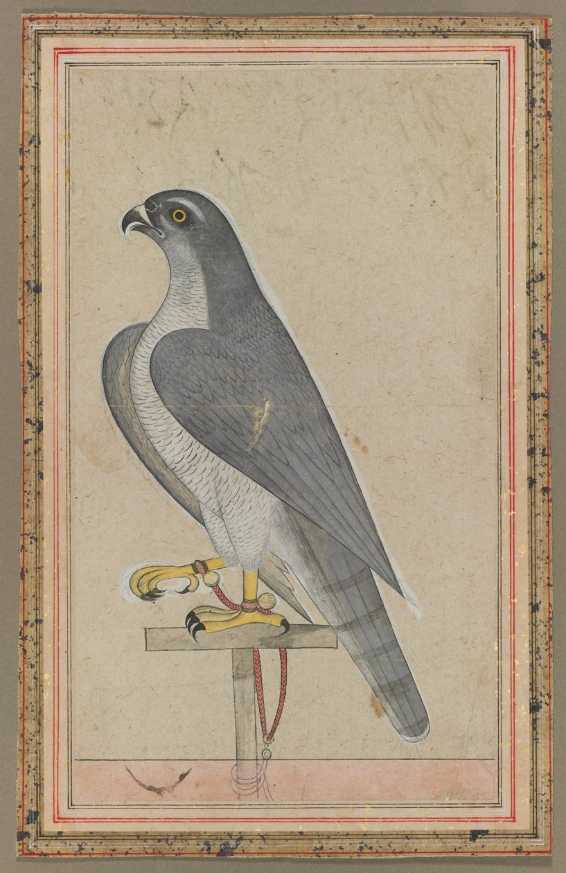 Falcon, ca 1770 (täckande akvarell på papper) av Indian School