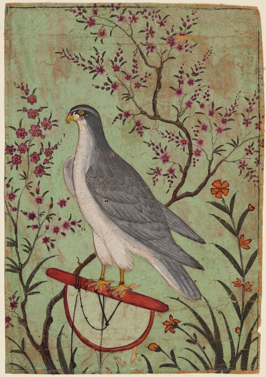 Falken på en abborre, ca 1610 (färg på papper) av Indian School