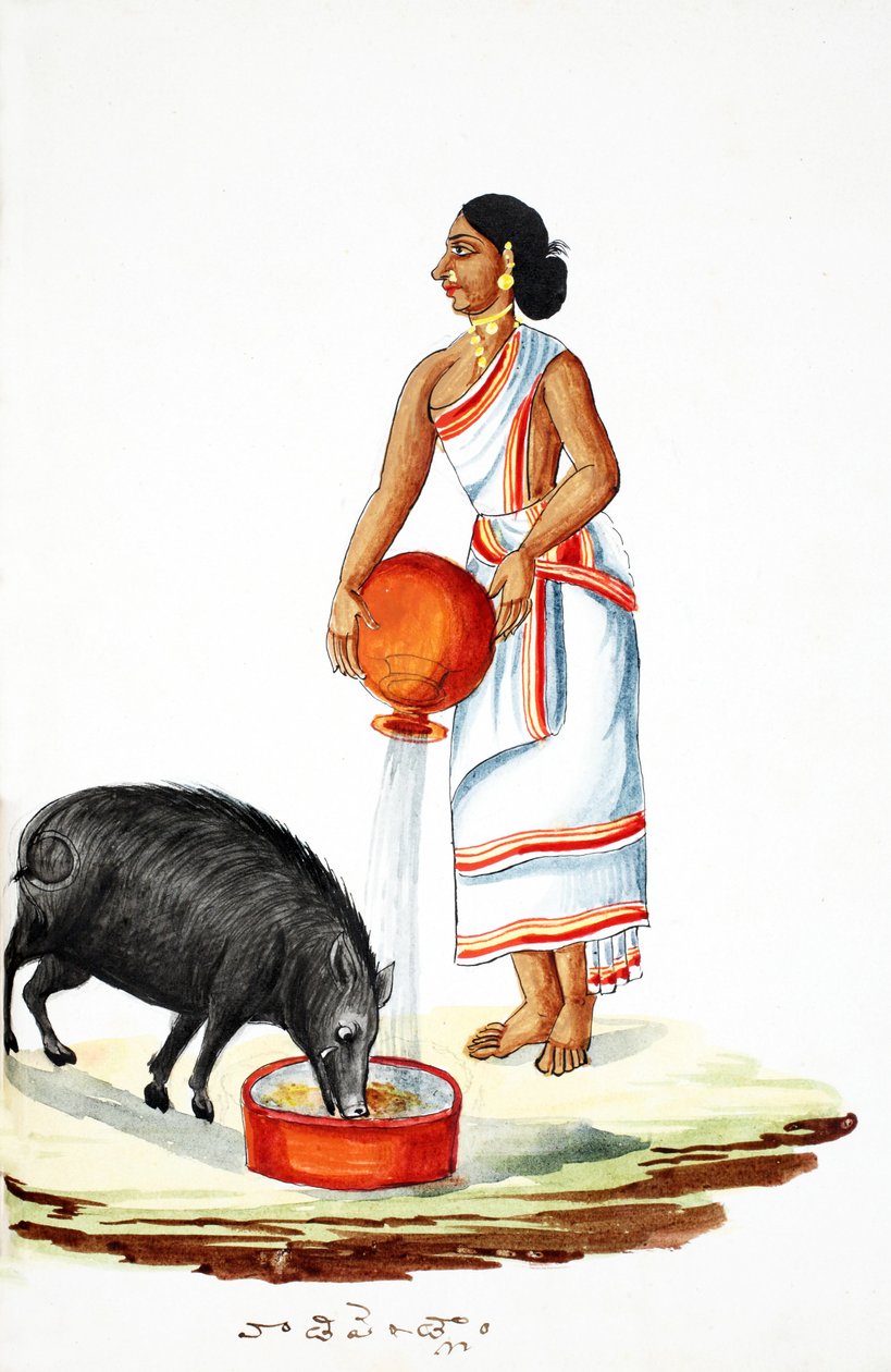 Mata en vild gris (wc på papper) av Indian School