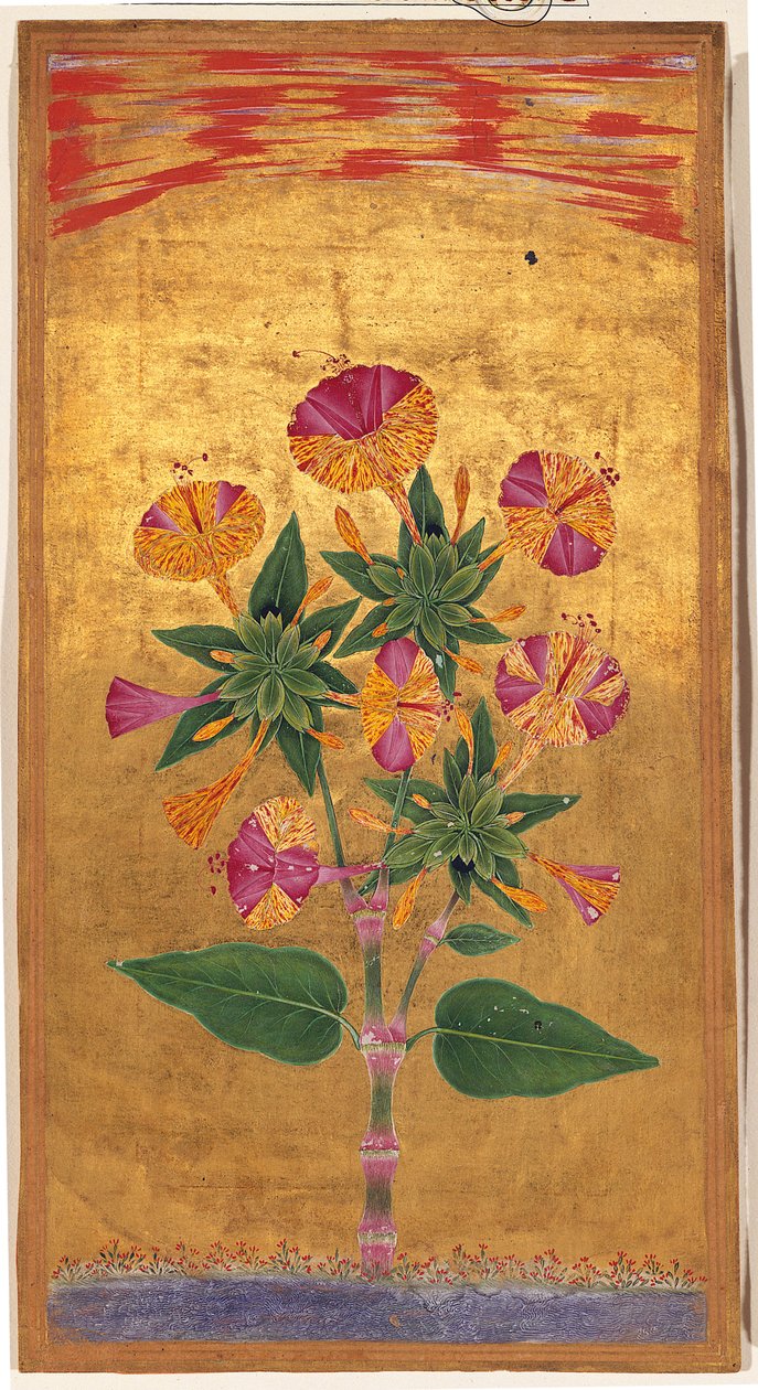 Four OClock eller The Marvel of Peru (Mirabilis Jalapa), Mughal period, ca 1640 (ogenomskinlig akvarell & guld på papper) av Indian School