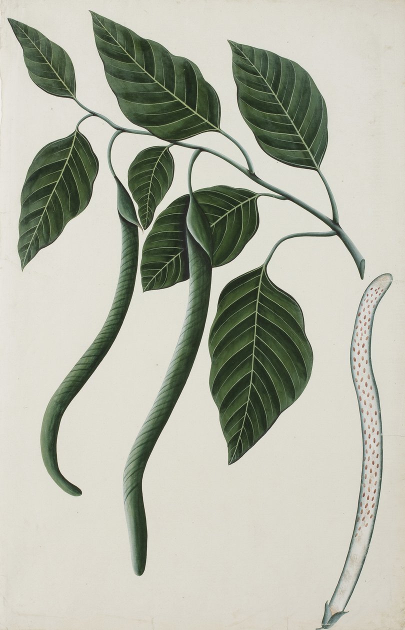 Frukt och blad från en av Bignoniaceae, 1785-89 (ogenomskinlig wc på papper) av Indian School