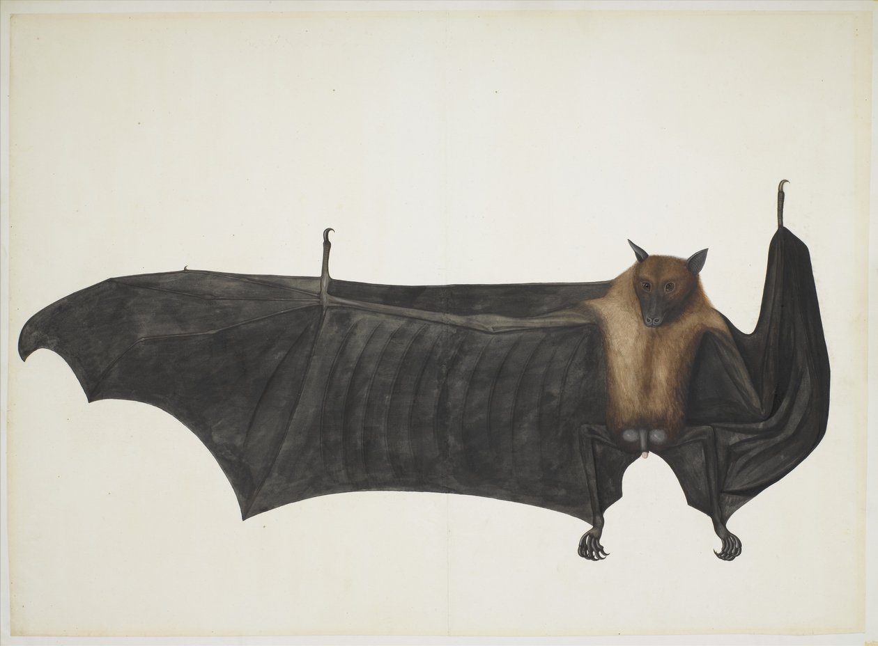 Great Indian Fruit Bat, ca 1777-82 (penna, bläck och akvarell på papper) av Indian School