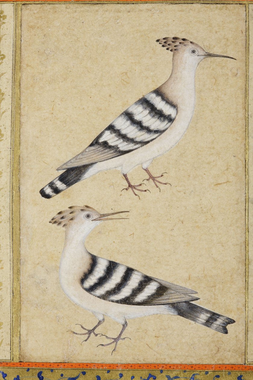 Hoopoes, ca 1590 (ogenomskinlig wc & guld på papper) av Indian School