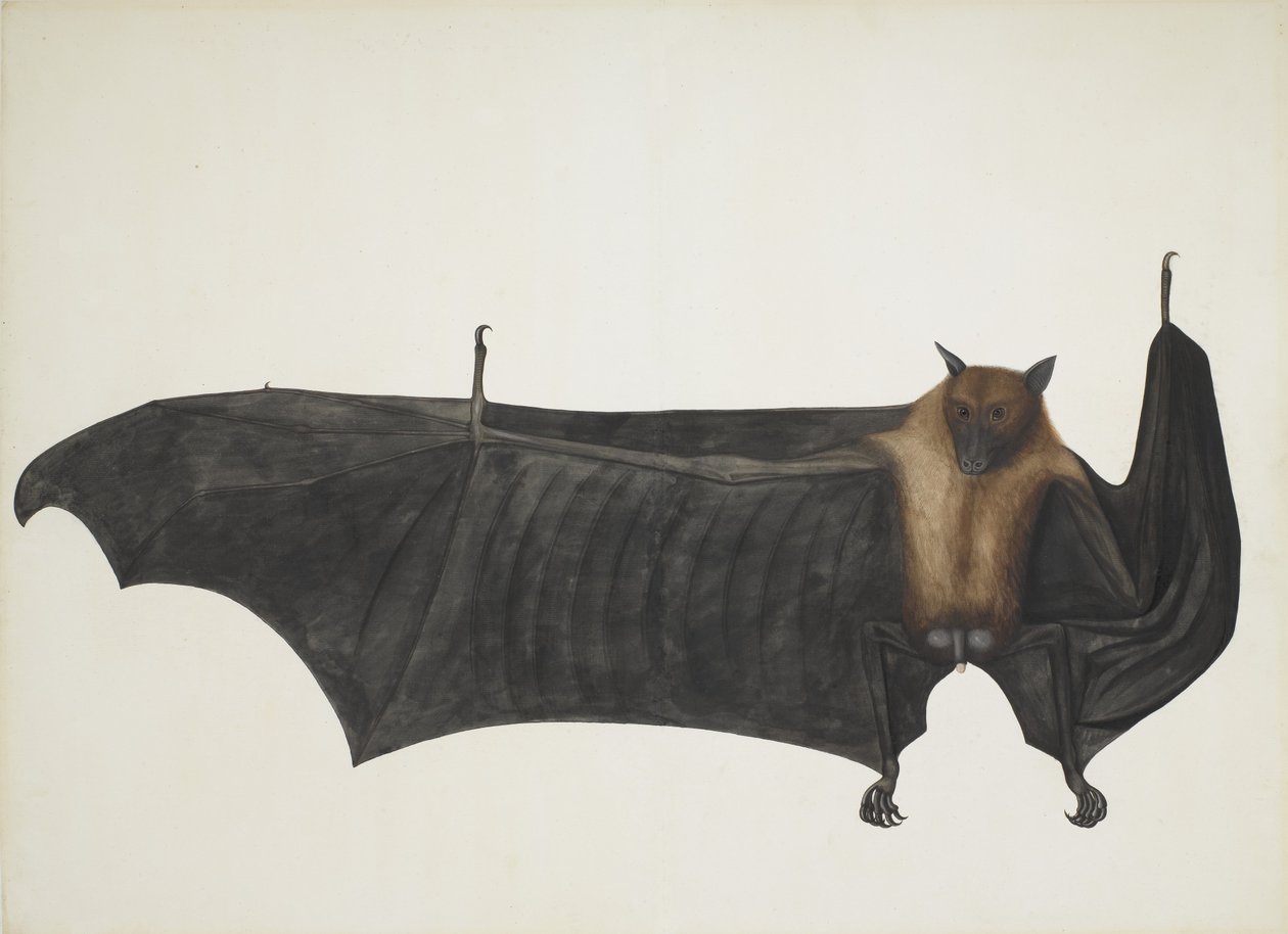 Indian Flying Fox även känd som Great Indian Fruit Bat; Pteropus Giganteus, ca. 1800 (handfärgad gravyr) av Indian School