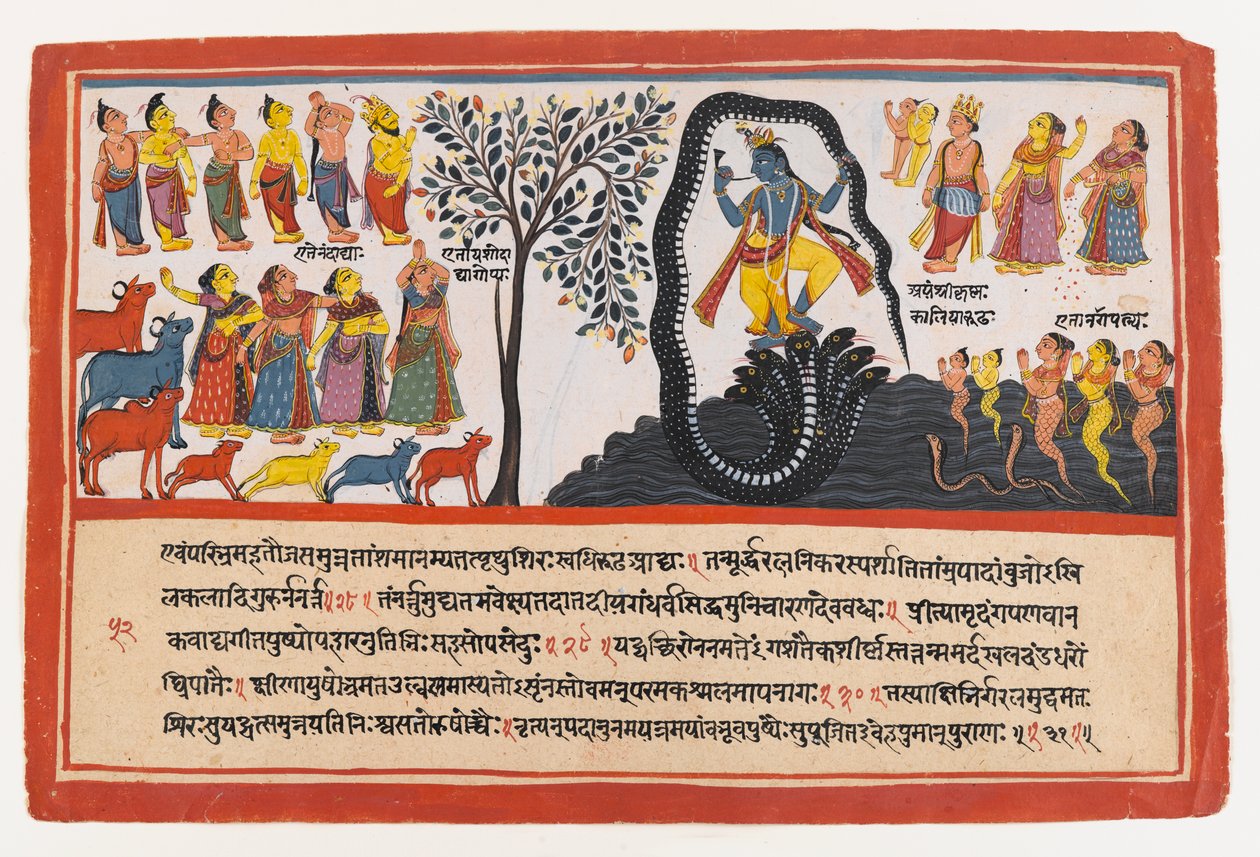 Krishna Conquers the Serpent Kaliya, sida från en Dispersed Bhagavata Purana Series, c.1775 (ogenomskinlig wc & guld på papper) av Indian School