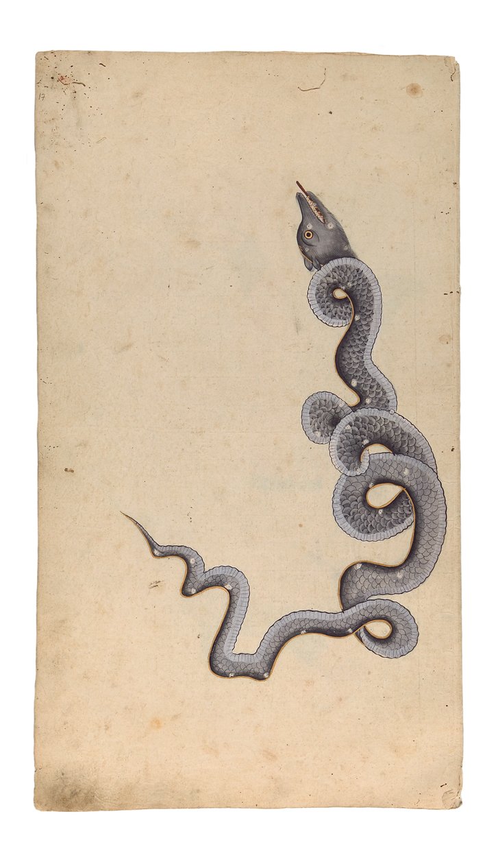 The Constellation of the Dragon: al-Tinnin, 1740 (ogenomskinlig wc, bläck och guld på papper) av Indian School