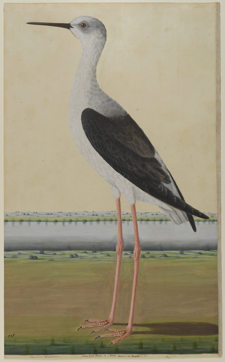 Vattenfågel i ett landskap, ca 1780 (ogenomskinlig akvarell på papper) av Indian School
