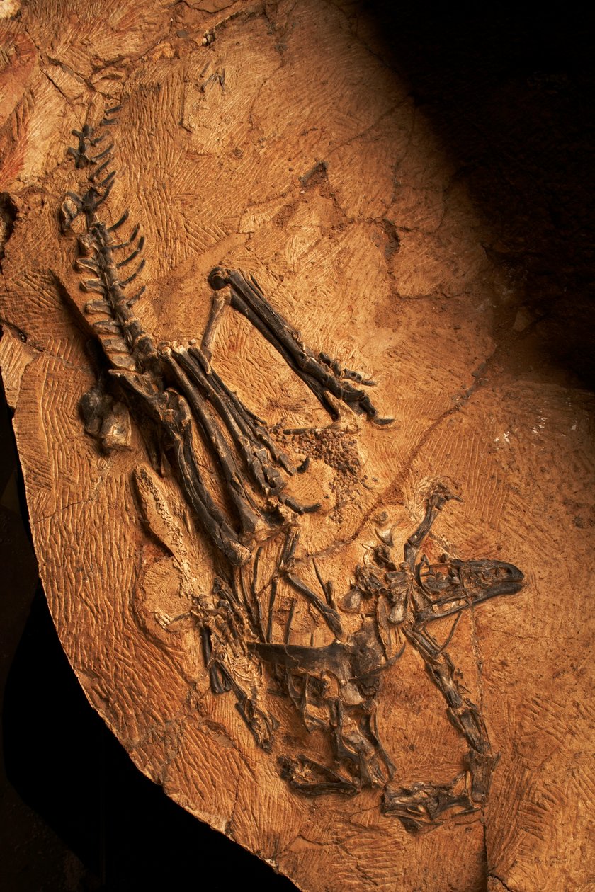 En tandlös ceratosaurie vid institutet för paleontologi och paleoantropologi i Xiaotangshan, norra Peking, Kina. av Ira Block