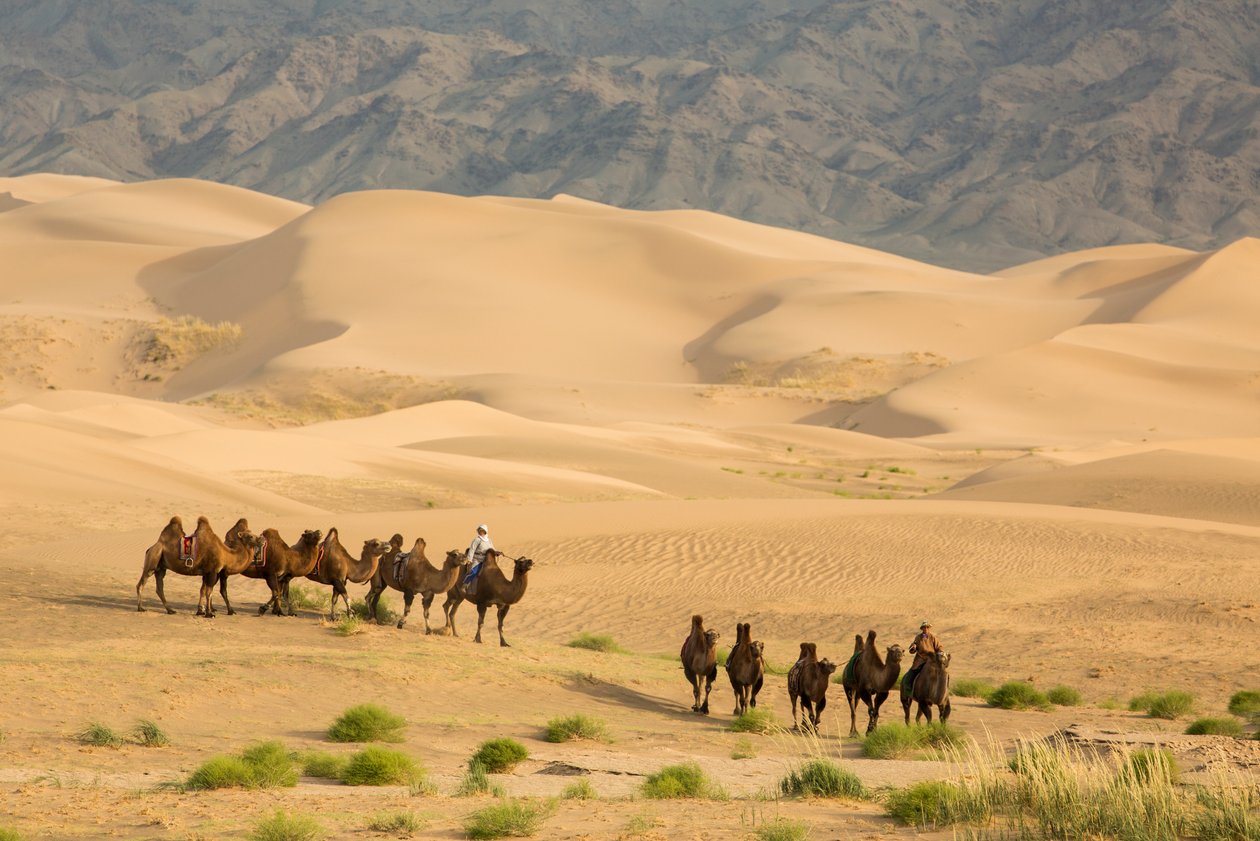 Karavan med baktriska kameler i södra Gobiöknen, Mongoliet, 2013 (foto) av Ira Block