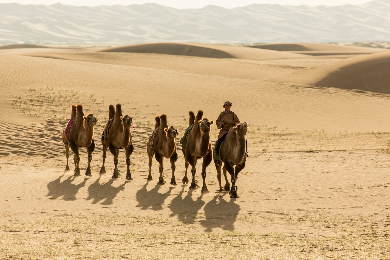 Karavan med baktriska kameler i södra Gobiöknen, Mongoliet, 2013 (foto) av Ira Block