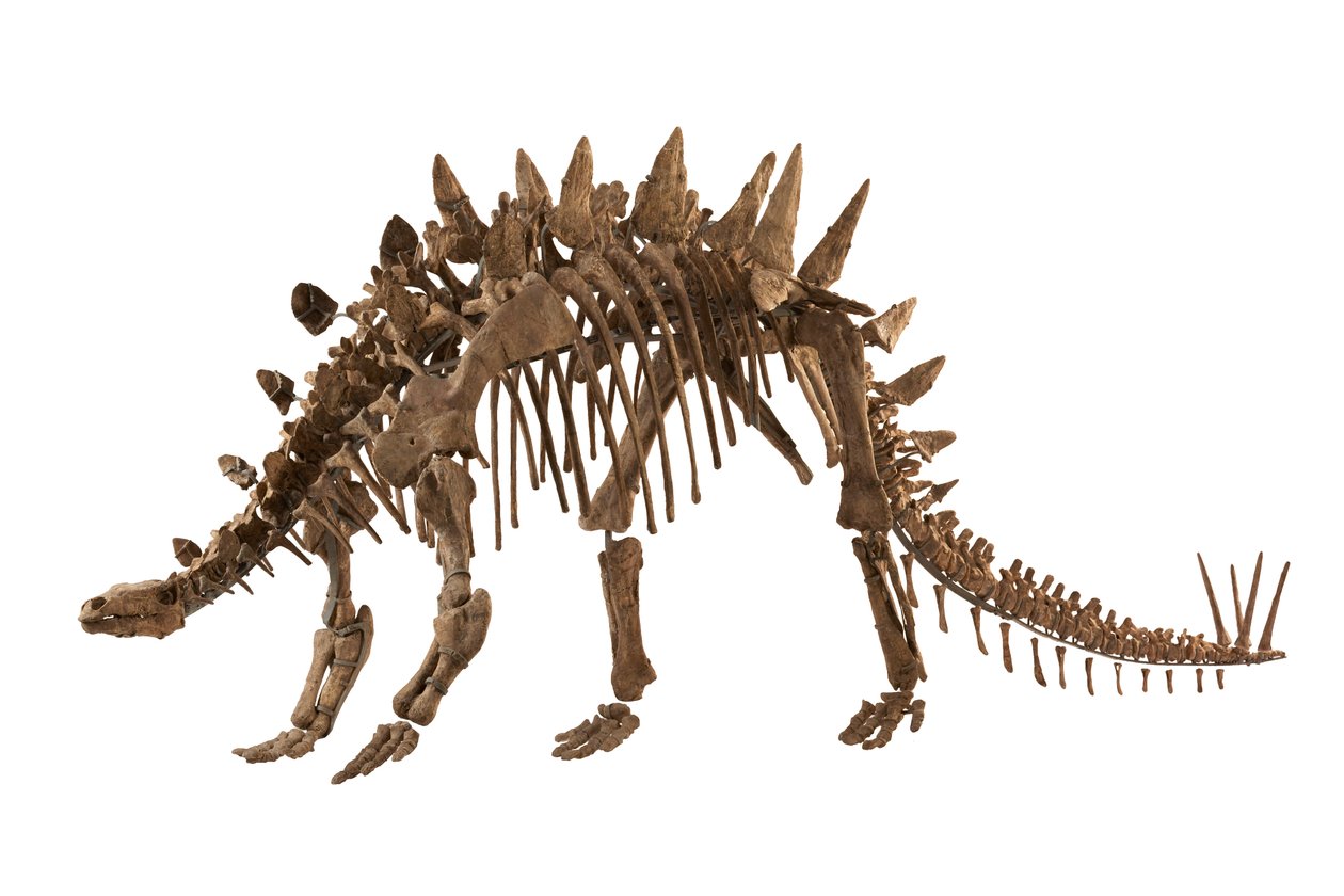 Chongqing, Kina på Chongqings naturhistoriska museum,Tuojiangosaurus, hittades 1974 i Sichuanprovinsen nära staden Zigong. Cirka 70 procent av den är äkta. av Ira Block