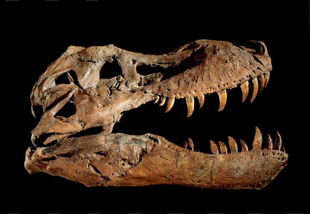 Fossil skalle av Tyrannosaurus Rex "Sue.... av Ira Block
