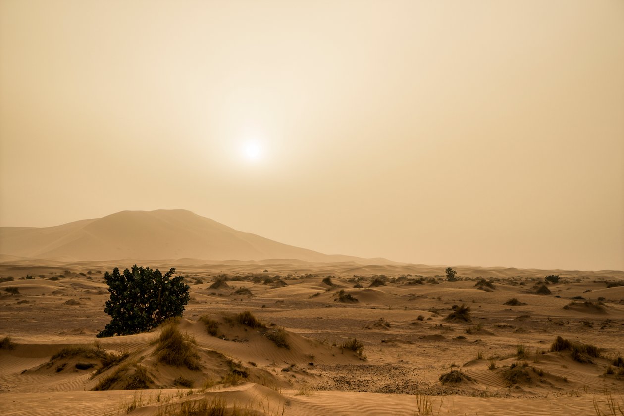 Sanddyner i Erg Chebbi-öknen i sydöstra Marocko, 2014 (foto) av Ira Block