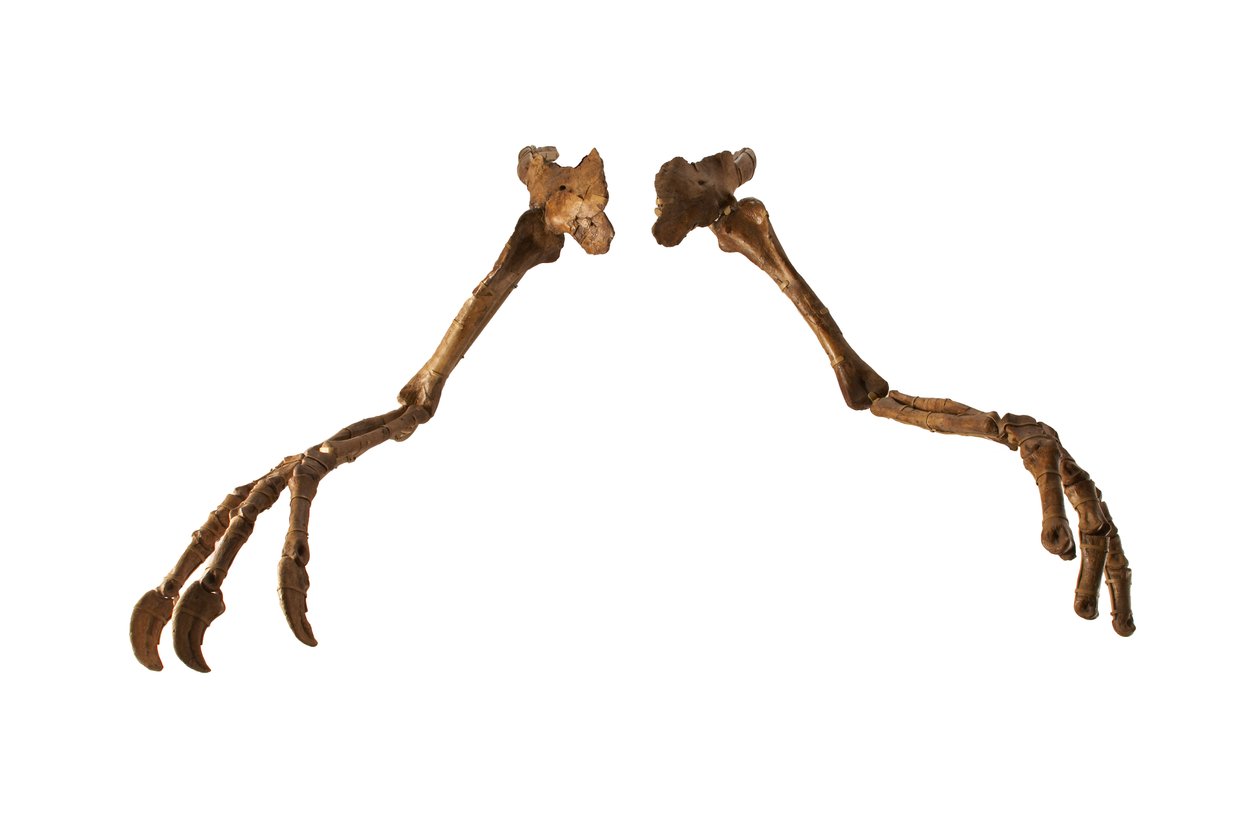 Den mongoliska dinosaurien Deinocheirus, med sina gigantiska armar och klor. av Ira Block