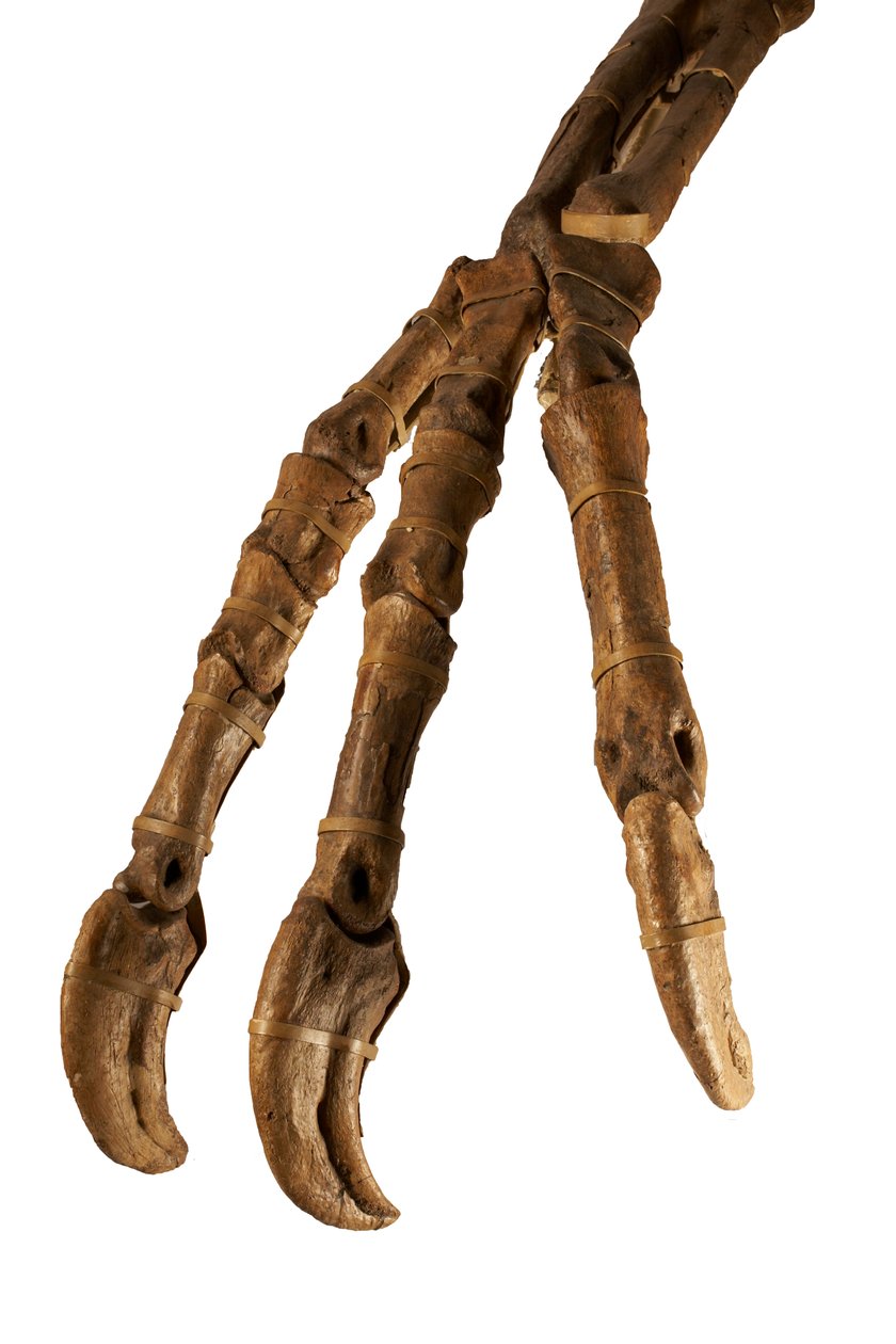 Den mongoliska dinosaurien Deinocheirus, med sina gigantiska armar och klor. av Ira Block