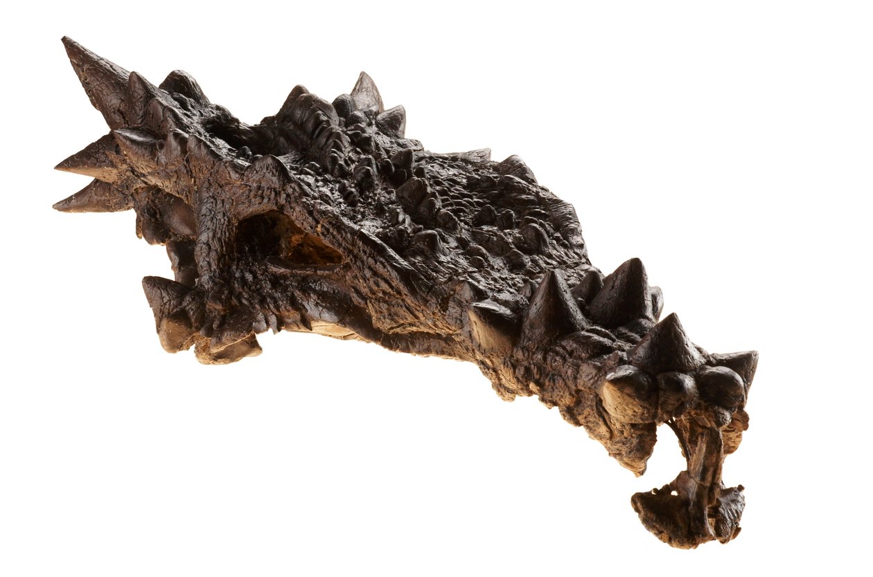 Dracorex-skallen på Children