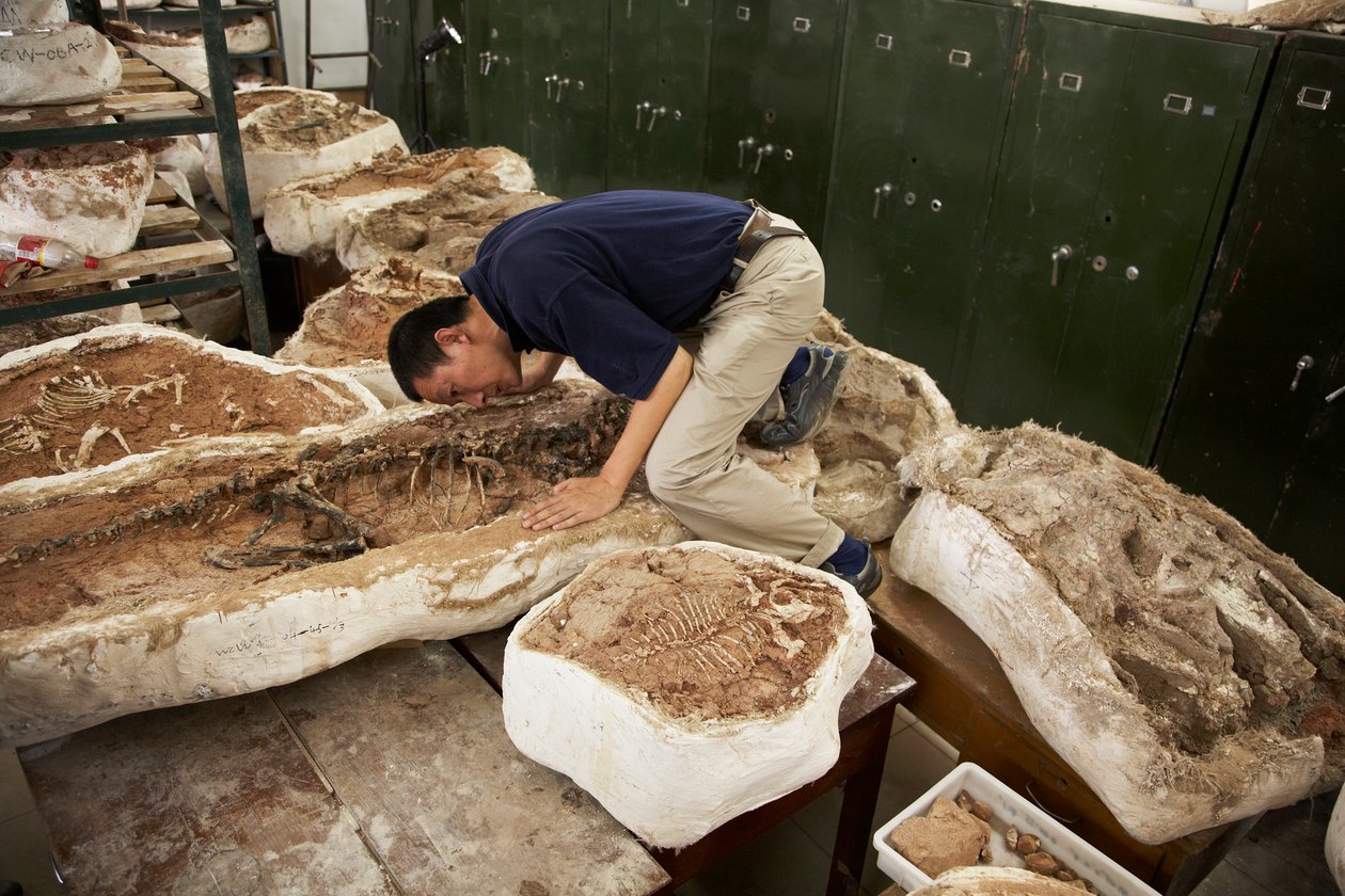 Xing Xu och kollegor undersöker exemplar vid Kinas institut för paleontologi och paleoantropologi för ryggradsdjur i Xiaotangshan, norra Peking, Kina. av Ira Block